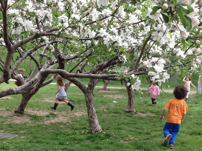 The Orchard Montessori School